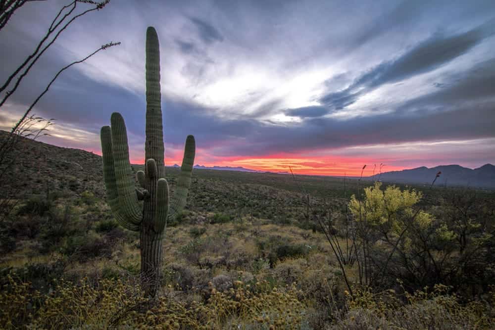 CStrack_004_CitSci_arizona_small Arizona landscape