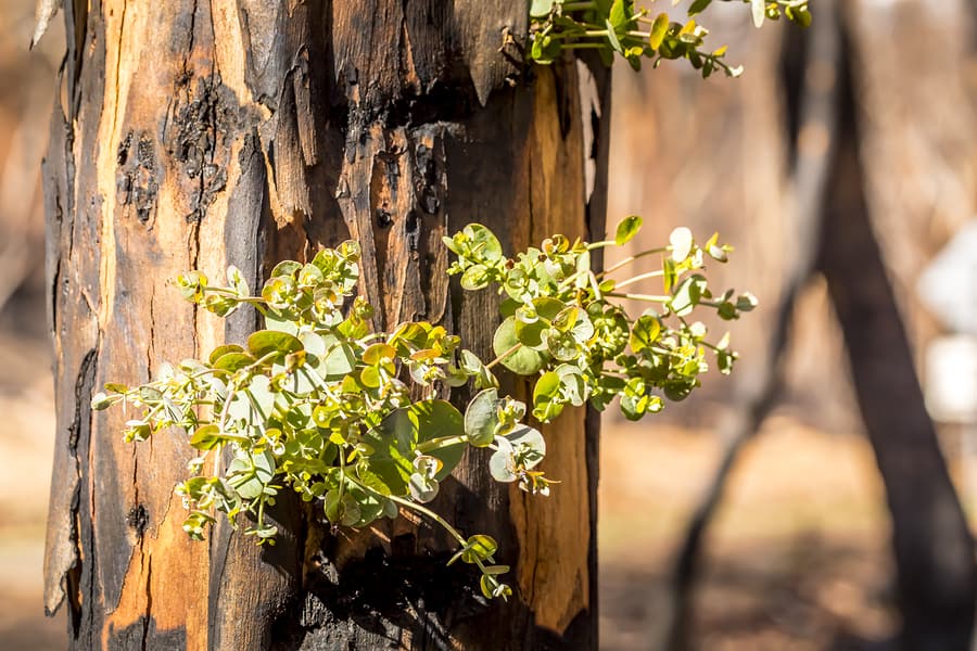 First Plants Start To Grow Again In A Forest In The Snowy Mounta