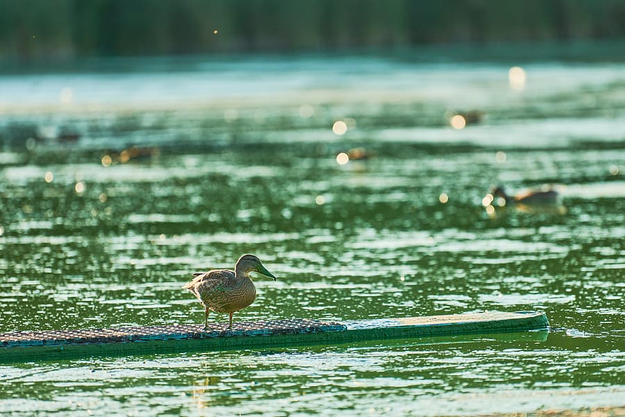 Duck Swimming In Algal Bloom City Lake, Copy Space. Mallard Duck