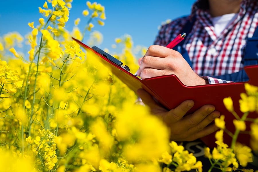 farmer inspect quality of yellow canola field
